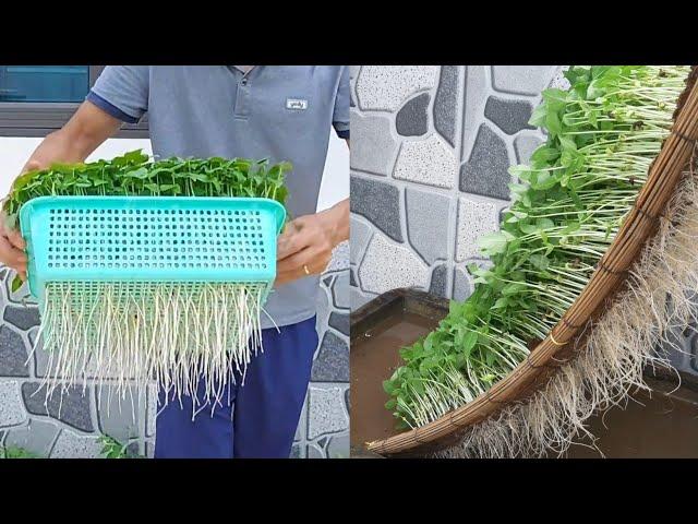 Ideas | Growing sprouts at home | No need for land, fast to harvest