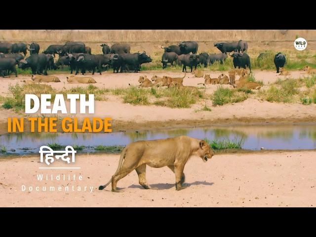 The Lions Rule - हिन्दी डॉक्यूमेंट्री | Wildlife documentary in Hindi