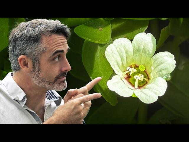 I Used This Plant & It's AWESOME! Bacopa / ADHD and Memory Super-plant