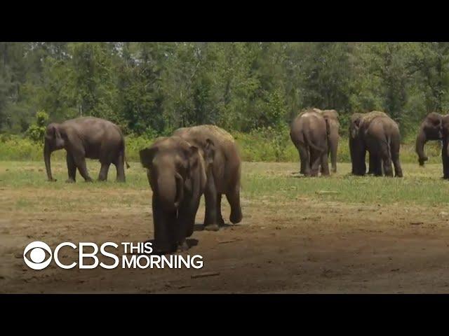 Former circus elephants get spacious new home in Florida