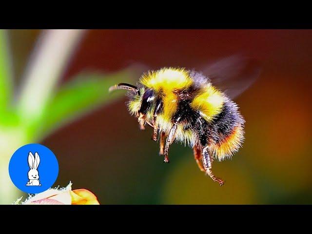 Giant Furry Bumblebees - CUTE Compilation