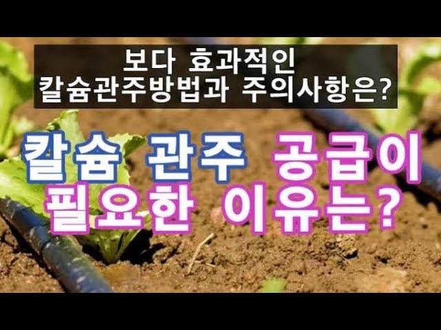 칼슘관주로 공급하기-칼슘을 관주로 공급할 때 더욱 효율적인 방법과 주의사항은?