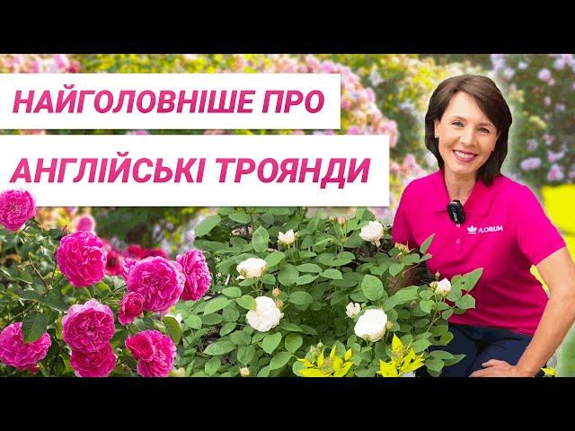 Англійські троянди - що потрібно знати? | Английские розы - что нужно знать?