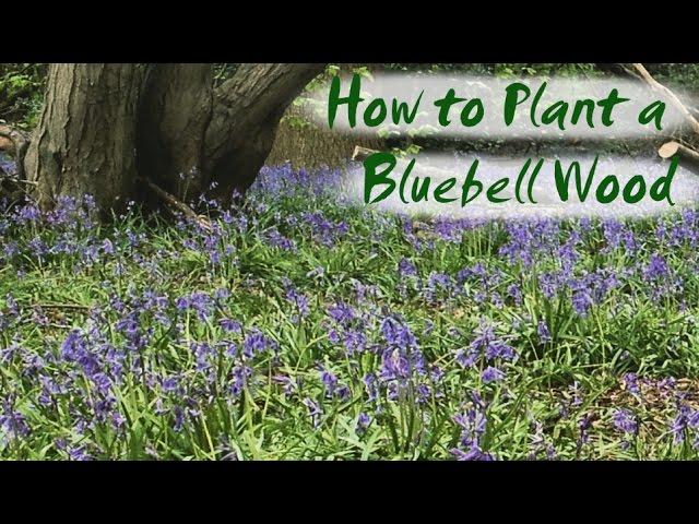 How to Plant Bluebells - Brimwood Farm's New Bluebell Wood