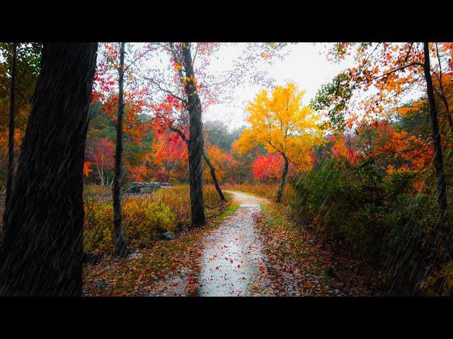 Rainy Autumn Forest Walk ️ - New England (4K) | Binaural Audio (Rain Sounds for Sleep & Study)