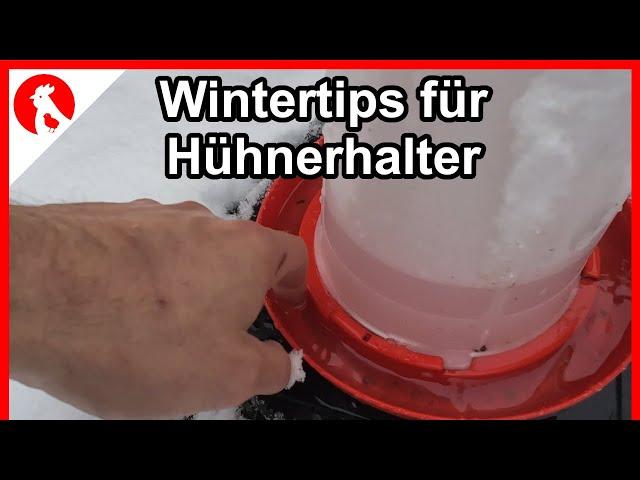 Wintertips für Hühner und Halter / feuchter Stall / Federpicken F203 -  Jensman and the Huhns