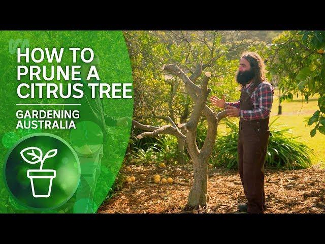 How to Prune a Citrus Tree | Citrus | Gardening Australia