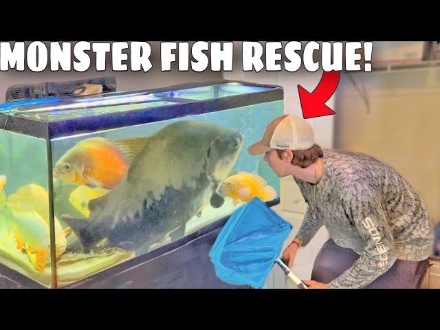 Saving Monster Fish From Tiny Aquarium!