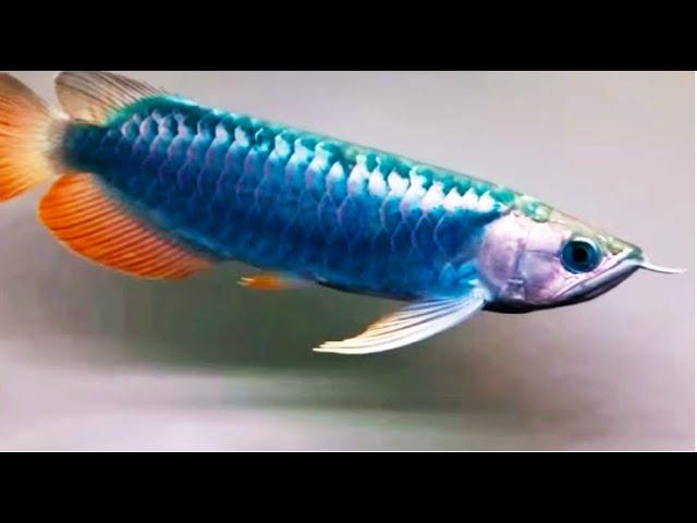 Amazing Blue Arowana Fish - One and Only Rare Arowana Fish in the World - Rare Blue Arowana Fish