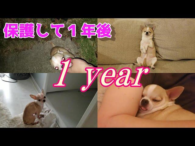 【1年のまとめ】スムースチワワ犬を保護して1年、こんなに変わりました　A year has passed since I rescued the abandoned chihuahua dog.