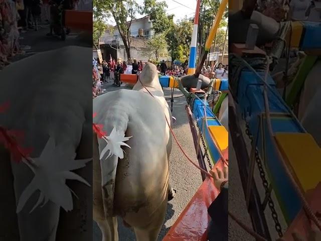 Pawai Gerobak Sapi Padepokan Kulo SGM