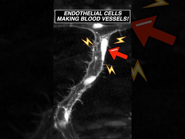 Endothelial cells seen making blood vessels for the FIRST TIME! #microscope #science #biology