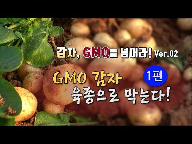 감자, GMO를 넘어라 02  -  GMO 감자, 육종으로 막는다 1편