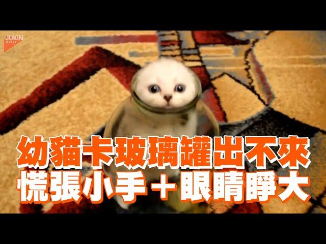 幼貓卡玻璃罐出不來！慌張小手＋眼睛睜大奮力爬Kitten Plays Around in Jar｜寵物動物｜貓咪