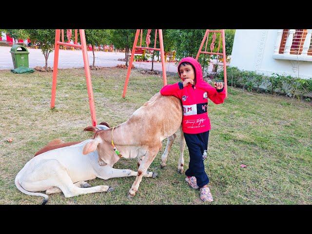 Choti Choti Giya  || Traveller Suri is live