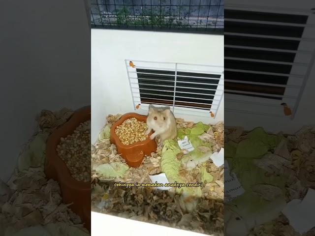 TAU GAK SIH KENAPA HAMSTER MAU MAKAN ANAK NYA SENDIRI? #shorts