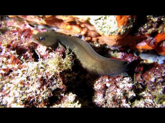 Gaidropsarus mediterraneus (Shore rockling)