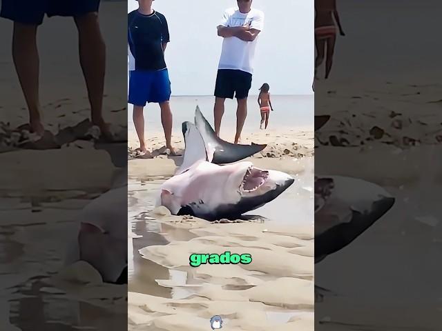 The shark chased its prey and accidentally ran aground on the beach, and was rescued back to the sea