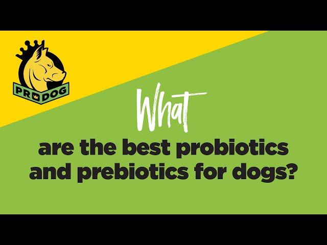 What are the best probiotics and prebiotics for dogs?