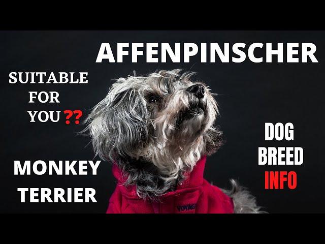 Affenpinscher Dog Breed | Monkey Terrier | Daily Pet's