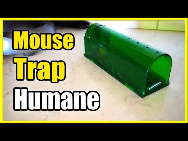 Harris Humane Mouse Trap to Catch and Release Mice EASY!