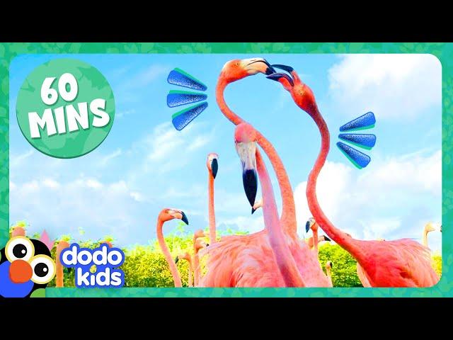 60 Minutes Of The Coolest Animals On Earth! | Dodo Kids | Animal Videos For Kids