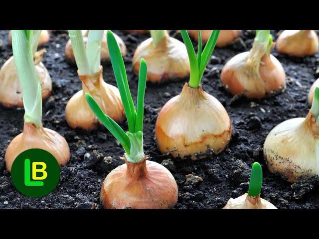 Onion without weeds. Plant and forget. A sure way to double the yield