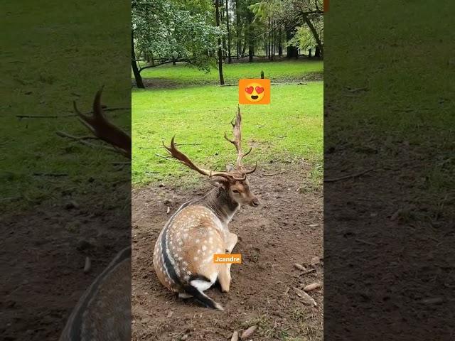 AMAZING DEER. BEAUTIFUL