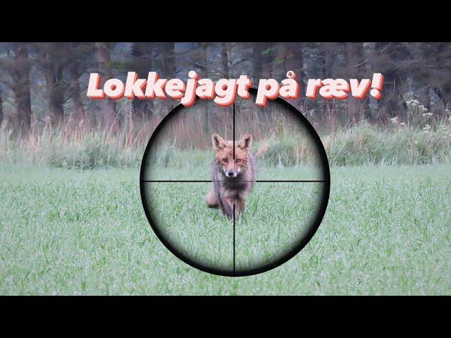 Lokkejagt på ræv - Fox hunting - 5 killshots!!!