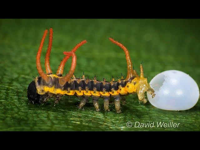 Dr Octopus? Baby Owl Moth Caterpillar Extending its Red Appendages