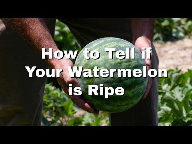 How to Tell if Your Watermelon is Ripe