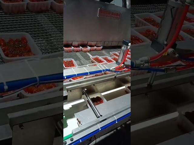 automatic lobster and seafood tray filling sealing machine