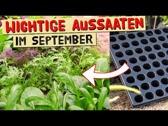 Viele Aussaaten im September! Frisches Gemüse für den  Herbst und Winter muss jetzt ausgesät werden!