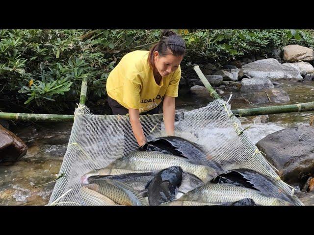 Block the stream to catch giant fish to sell