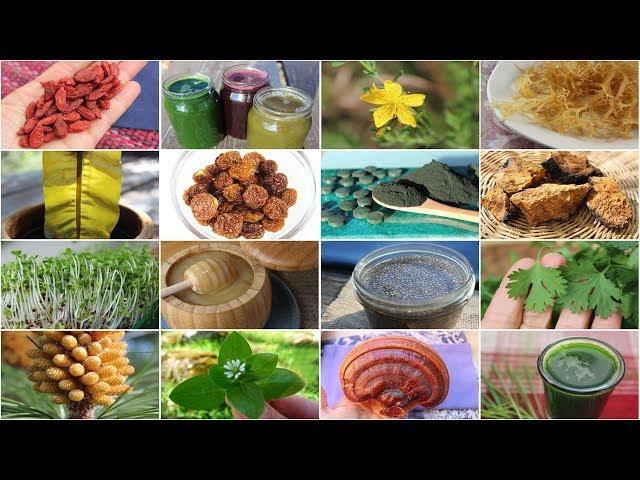 Welcome to Superfood Evolution, An Intro Vid