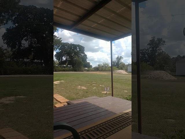 Dog chasing dust devil