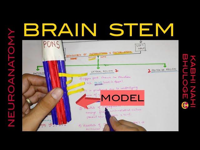 Brain Stem - 1 | Medulla Oblongata