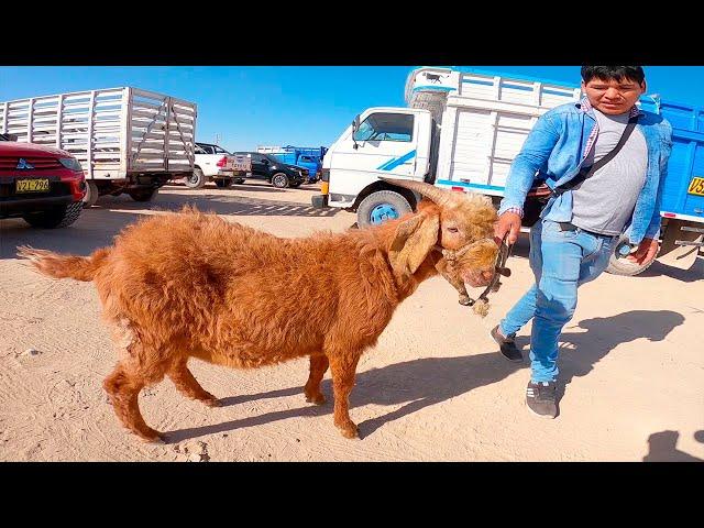 COMPRÉ CHIVO para el TÍO ADRIÁN - Plaza de Ganado - Feria de Animales