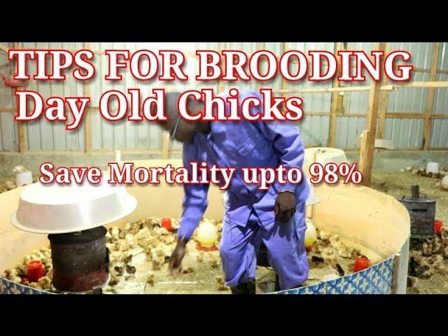 Day old Chicken brooding Tips. Save mortality upto 98%  / Chicken rearing in Kenya