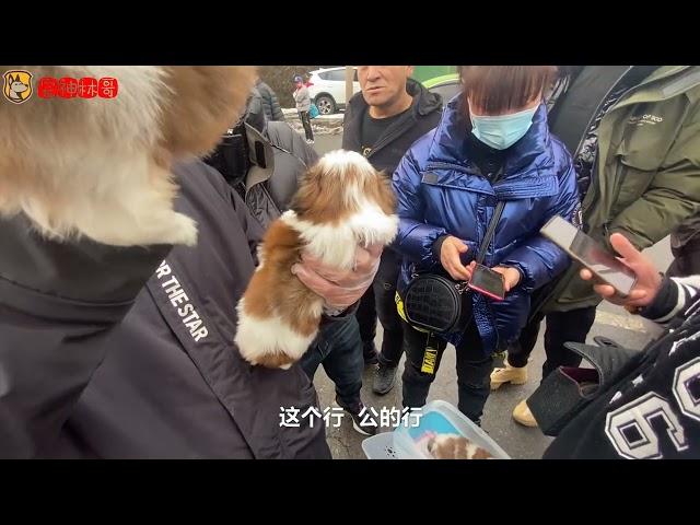 狗市实拍：超可爱的西施犬1800一只，太抢手下手慢都抢不到。