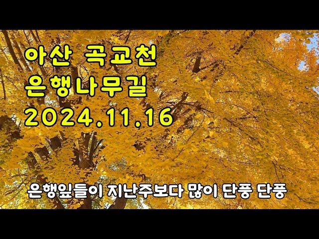 아산 곡교천 은행나무길 24년11월16일