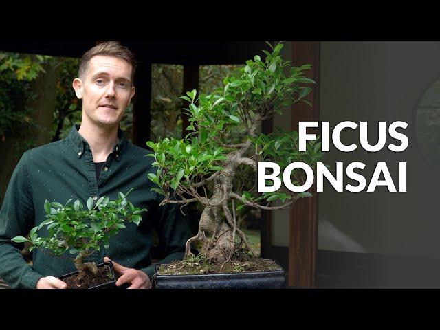 Ficus Bonsai tree care