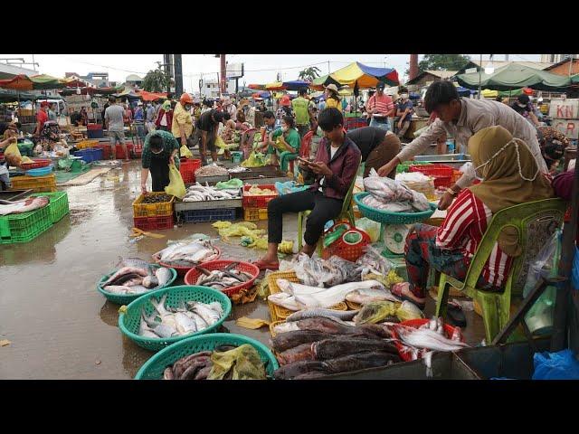 Amazing Site Distributes SeaFood & Fish @Chhbar Ampov - Morning Fish Market Scene Show