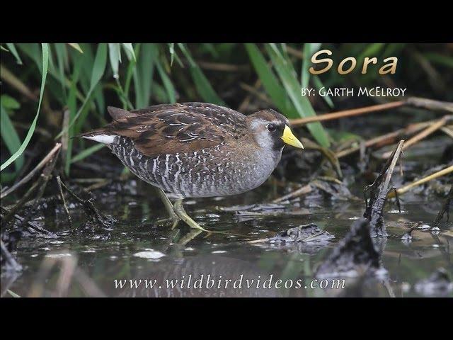 Sora