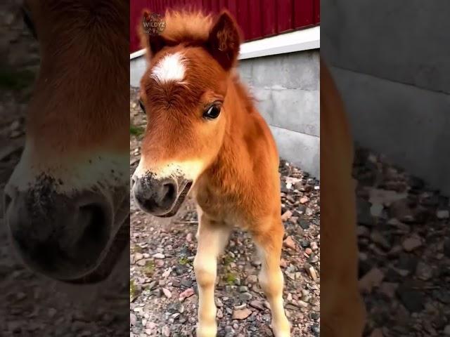Epic Animal Growth Journey#animaljourney #animaltransformation #beautifulnature