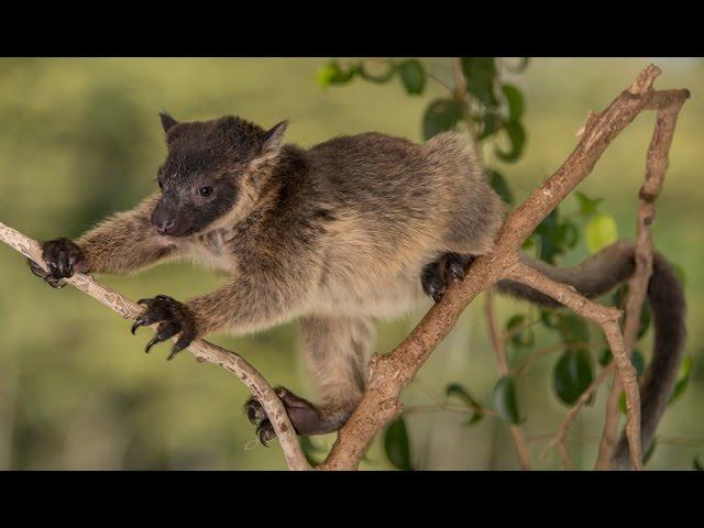 The expert climbing skills of a tree kangaroo