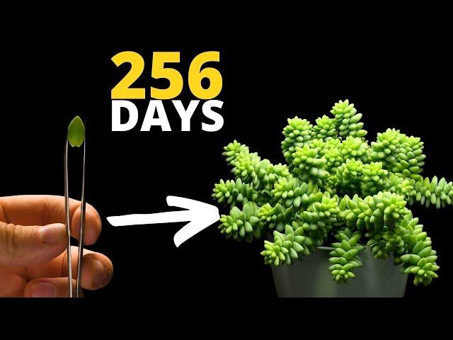 The MOST Satisfying Plant Time Lapse EVER - Burro‘s Tail Succulent