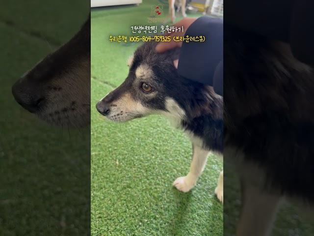 불로 지져진 유기견이 업어달라고 합니다. #유기견