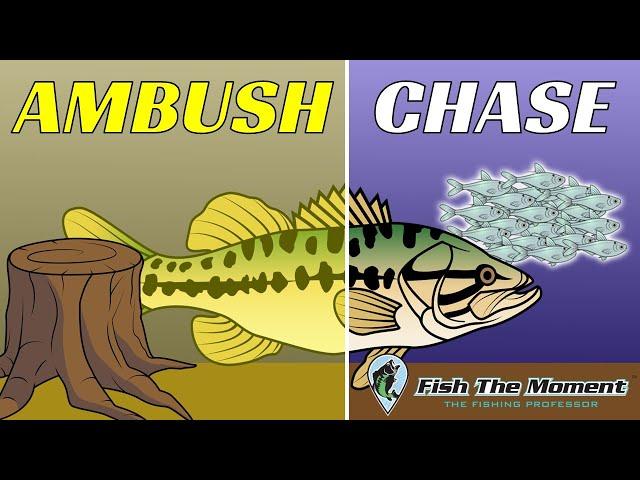 This Discovery About Bass Behavior Changed My Fishing Forever!