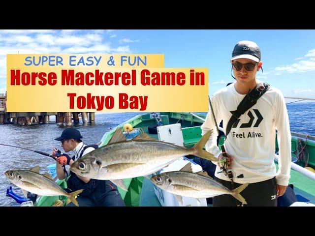 Horse Mackerel Fishing in Tokyo Bay, Japan |  Super Easy and Fun!!!